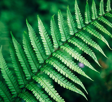 Fern leaf