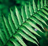 Fern leaf
