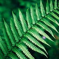 Fern leaf