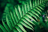 Fern leaf