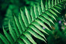 Fern Leaf Close-Up