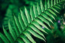 Fern Leaf Close-Up