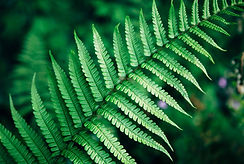 Fern Leaf Close-Up