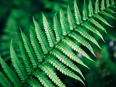 Fern leaf