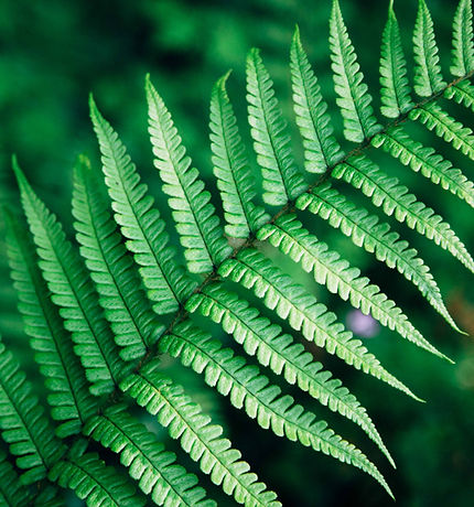 feuille de fougère