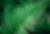 Fern leaf