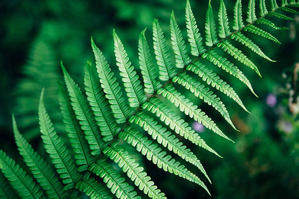 Fern leaf