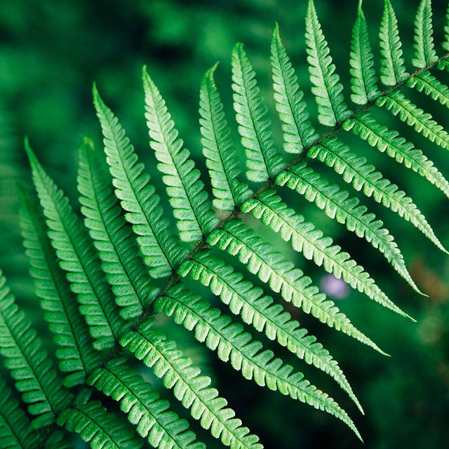 Fern leaf