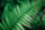 Fern leaf