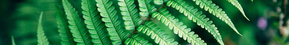 Fern leaf