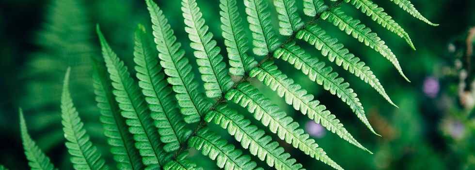 Fern leaf