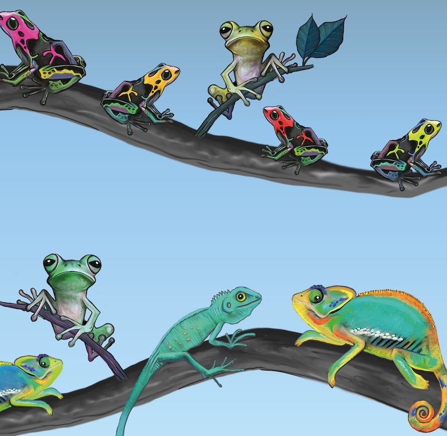 Thumbnail: Frogs and chameleons in the jungle