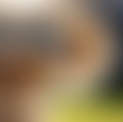 What Does a Dog’s Tail Say?
