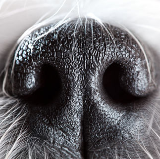 Po co komu nosework?