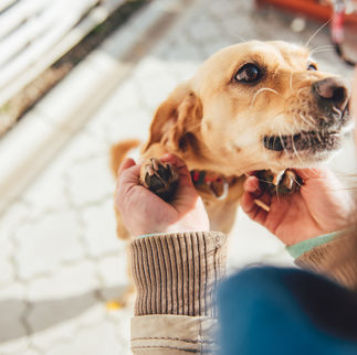 A Strong Bond: But at What Cost?