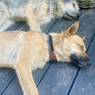 What Do Dogs Dream About?