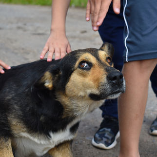 A dog may look calm and not be calm at all