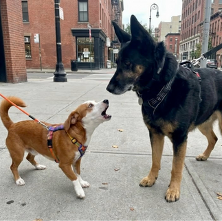 The Illusion of Socialization