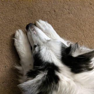 There Is No Single Pattern of Canine Loneliness