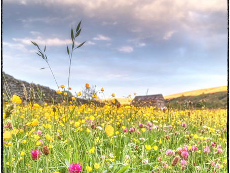 Discovering Muker – Wild Flower Meadows