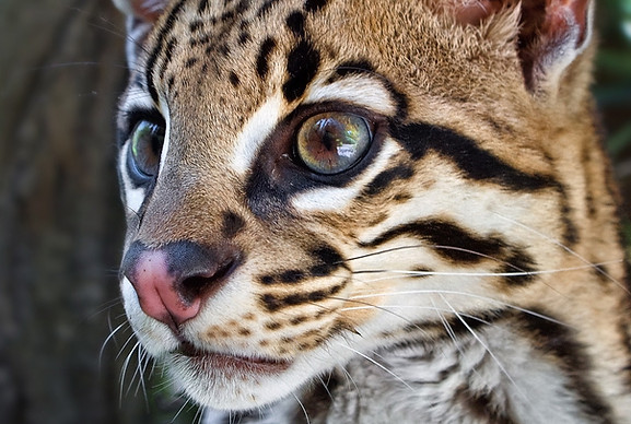 camera-man-ocelot-5878349_1920.jpg