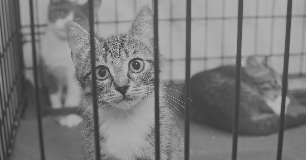 little-homeless-kittens-in-the-cage-PG89