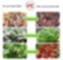 Thumbnail: LED Grow Light Full Spectrum USB Grow Light Strip 0.5m 1m 2m 2835 Chip LED Phyto