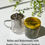 Thumbnail: Pouring nettle tea from glass teapot
