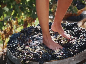 Living in the Vine, Holy Friday: Crushing the grapes