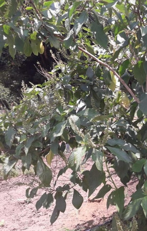 74692465_1003924156666567_59979257587590