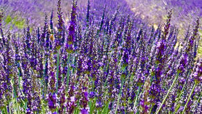The Lavender Fields of Provence: A Side Trip from Nice
