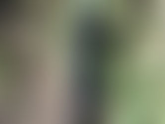 遊歩道の環境整備