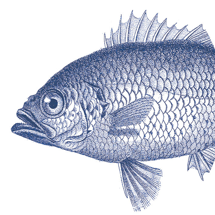 Fish marine 33x33cm (Uds por caja: 12)