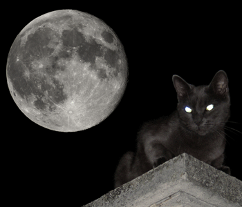 Pourquoi Les Yeux Des Chats Brillent Ils La Nuit