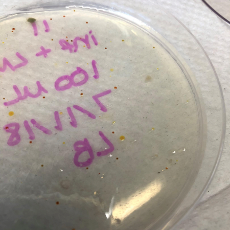 Influent medium plate inoculated with Lake Michigan water.