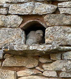 Torenvalkkuiken in het nest in de Périgord Noir
