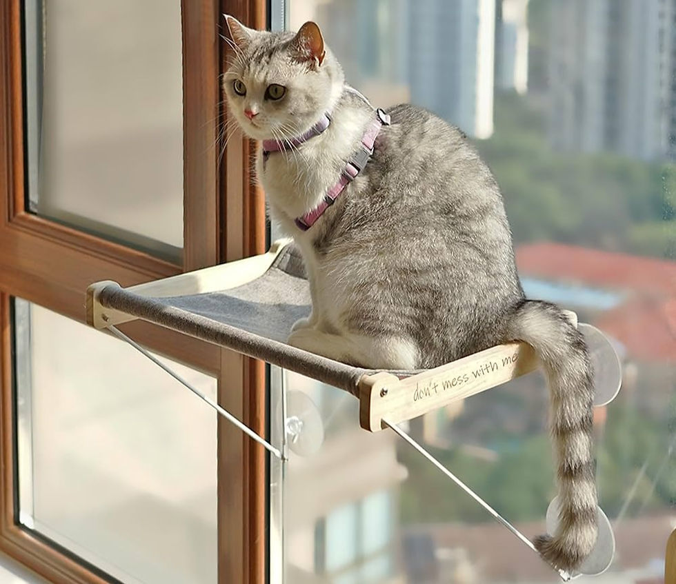 gato tomando sol prateleira janela gato