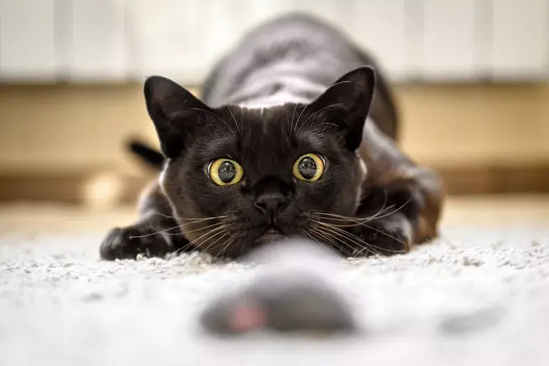 gato brincando de caçar