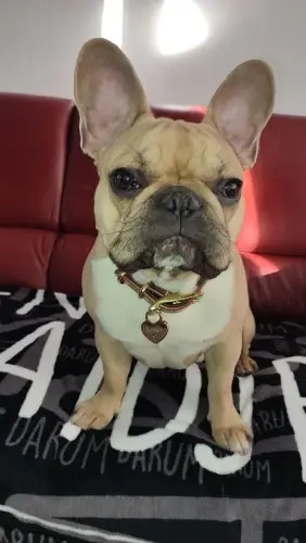 Miniatura: Placa de Identificação Personalizável para Coleira Lock