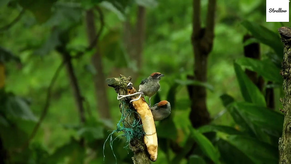 I will create meditation relaxing nature video for youtube