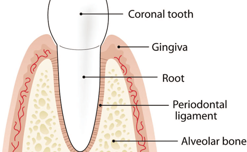 Pictorial-representation-of-the-components-of-a-normal-periodontium-with-healthy-tissues.p