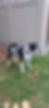Our Dogs
