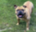Our Dogs
