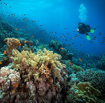 Diving in the Reef
