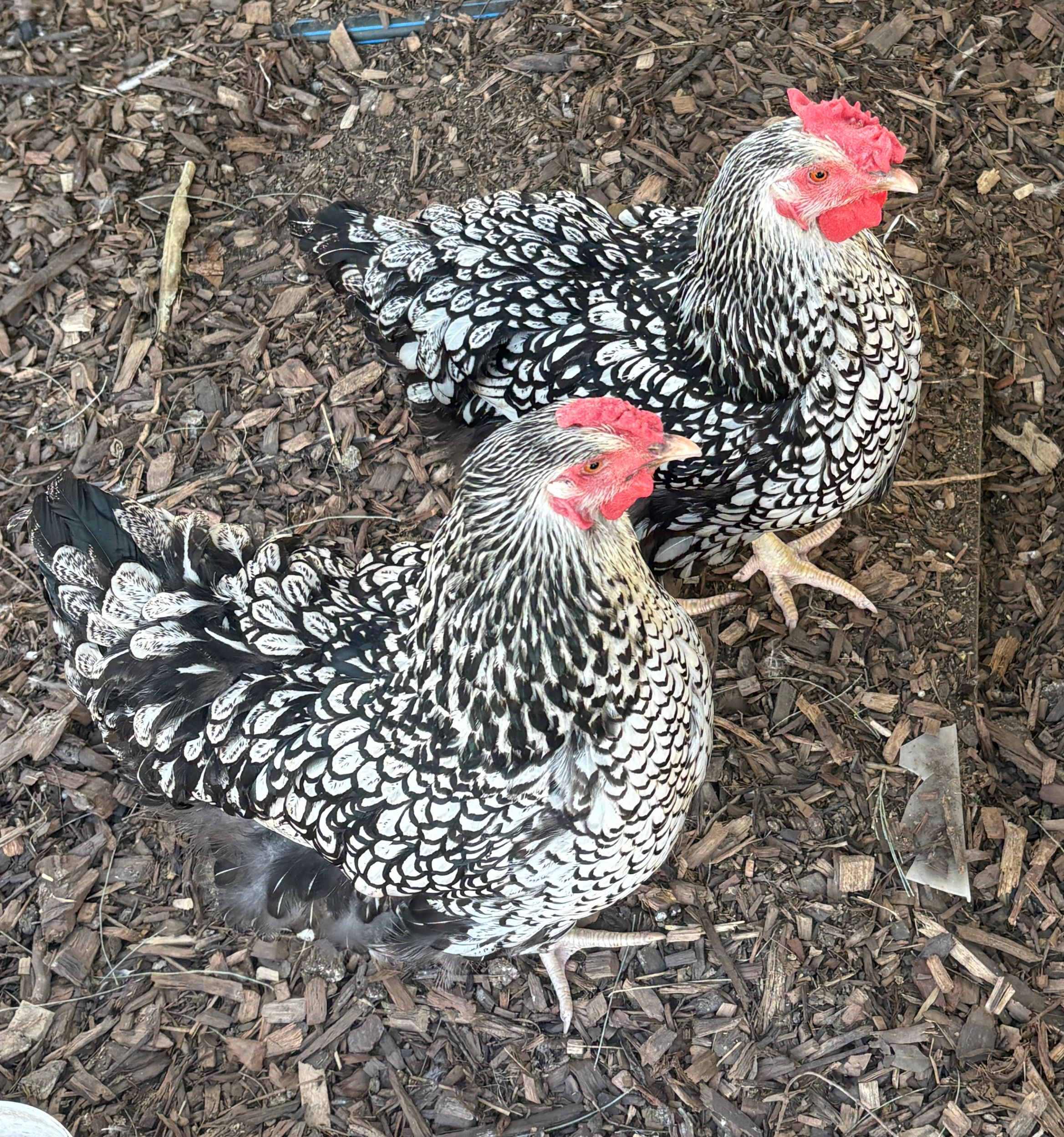 Silver Lace Wyandotte Fertile Hatching  Eggs.