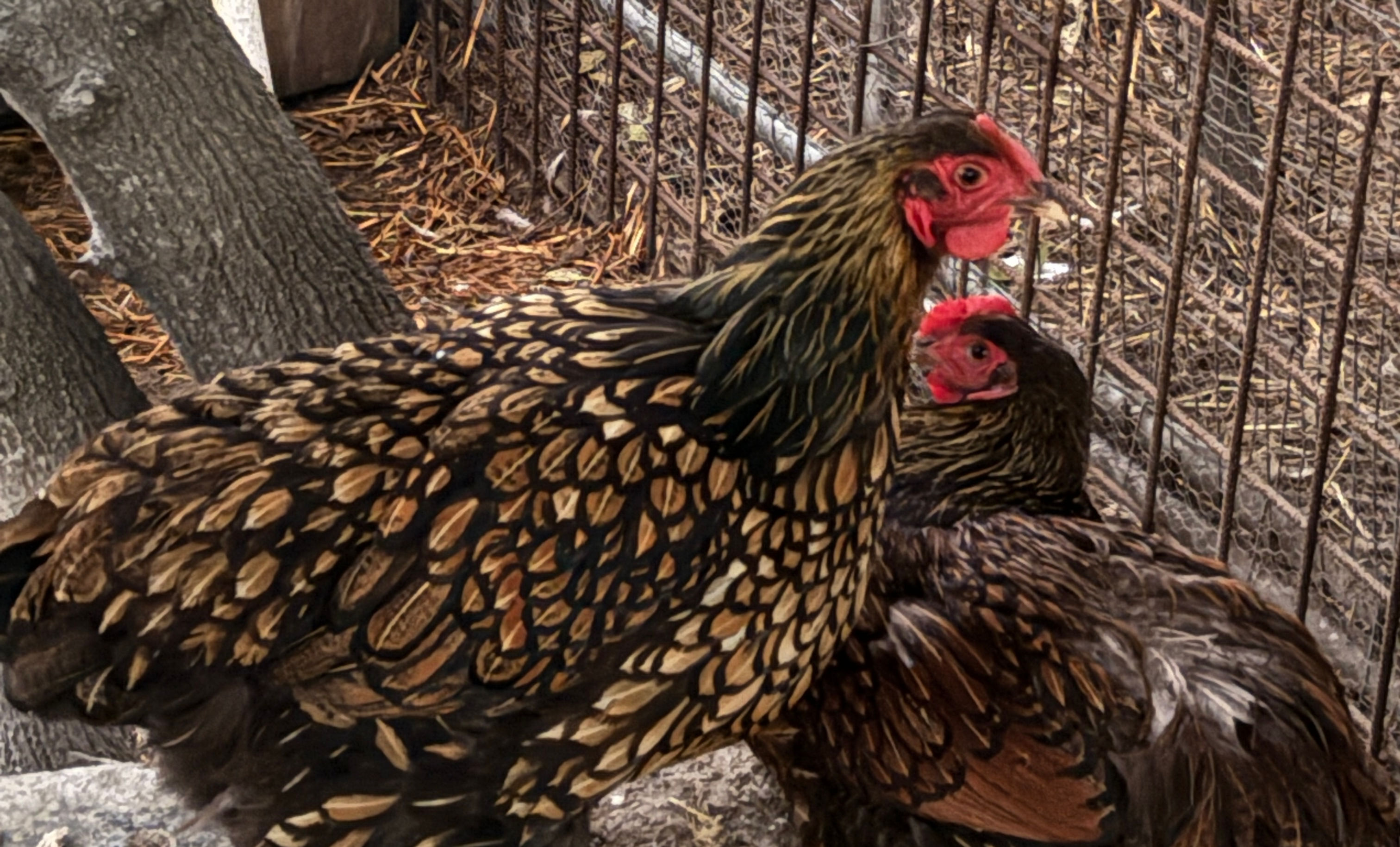"Wyandotte Wonder Mix – 12 Hatching Eggs, Gold Lace"
