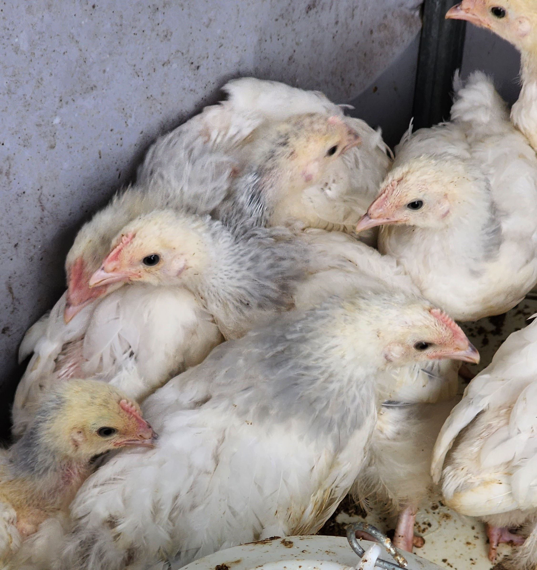 Cute Stunning Coronation Sussex Chicks Available.