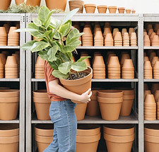 Image of person holding large plant