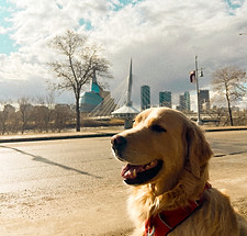 Image of dog with Winnipeg city scene behind