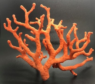 Swimmi Boucles D'oreilles Ovales En Corail Rouge Naturel, Faites à La Main, Boucles D'oreilles Pendantes En Forme De Coquillages Pour Femmes, Bijoux Tendance EA186, Corail Rouge, Corail Rouge